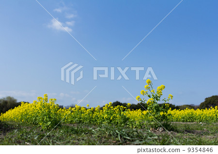 油菜花 油菜 藍天 9354846