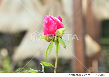 Cold peony flowers Cold peony flowers 9355066