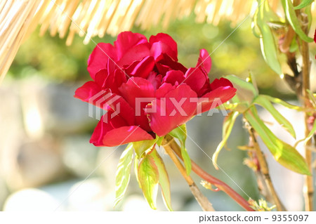 冷牡丹花 9355097