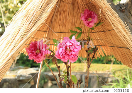 Cold peony flowers Cold peony flowers 9355158