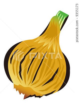Illustrations onions 9355173