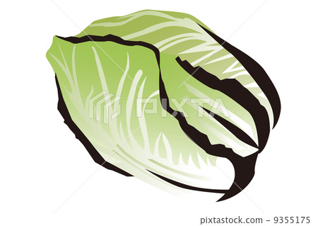 Cabbage illustration Cabbage illustration 9355175