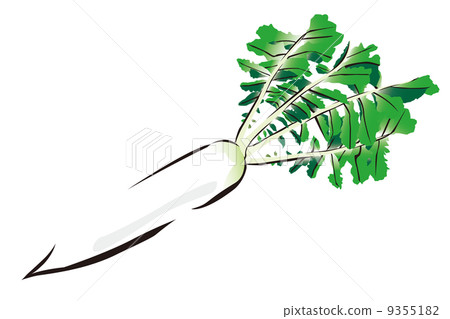 Illustrations of Japanese radish Illustrations of Japanese radish 9355182