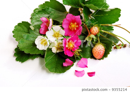 草莓 草莓 9355214