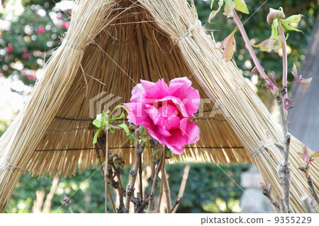 Cold peony flowers Cold peony flowers 9355229