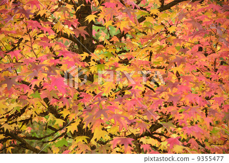 Autumn leaves Autumn leaves 9355477