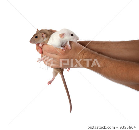 White and brown rats in hands White and brown rats in hands 9355664