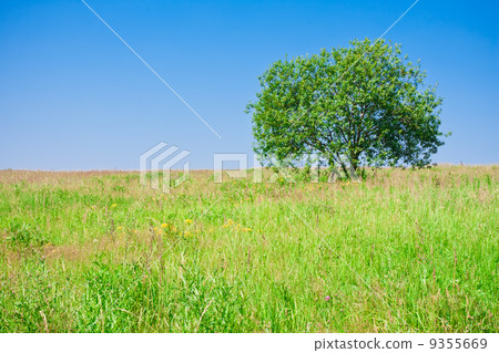 Tree and field Tree and field 9355669