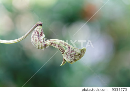 Aristrokia Brazilensis 9355773