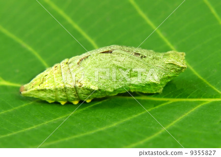 Butterfly larva on a green leaf. 9355827