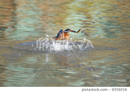 Jade predation 9356016