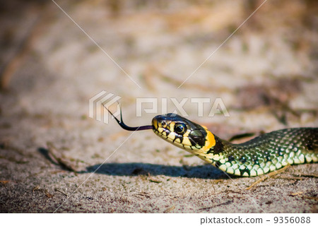 Grass Snake - Natrix Natrix 9356088