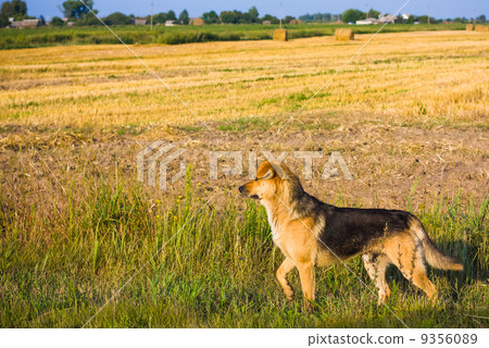 Brown Dog. Brown Dog. 9356089