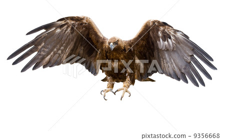golden eagle, isolated 9356668