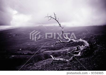 Dark cloudy sky and old tree. 9356985