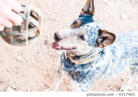 Australian shepherd dog playing ball or fetch 9357483