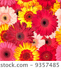 Seamless Pattern from Vibrant Gerbera Flowers 9357485