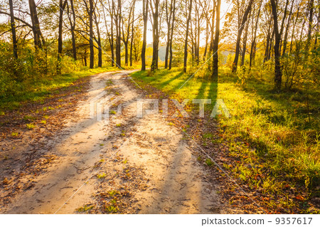Colorful autumn trees in forest 9357617
