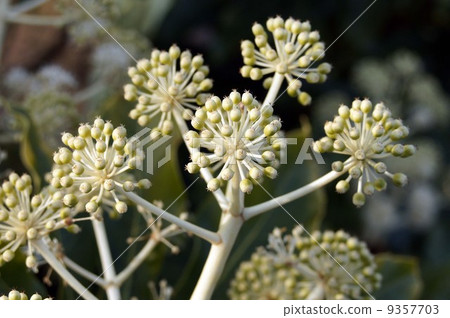 Paperplant flower Paperplant flower 9357703
