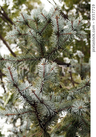 Colorado Spruce Popsy Colorado Spruce Popsy 9357719