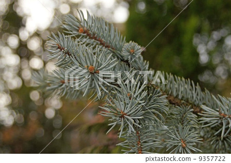 Colorado Spruce Popsy Colorado Spruce Popsy 9357722