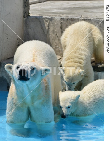 北極熊的父母和孩子 9357802