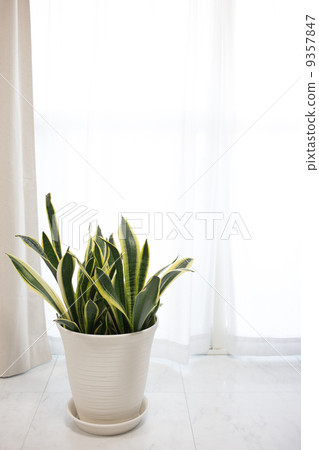 Sansubea by the window side Sansubea by the window side 9357847