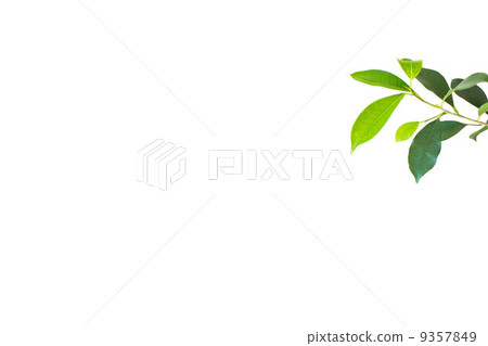 Banyan leaves 9357849