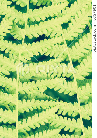 Fern Leaf, Close Up Fern Leaf, Close Up 9357901