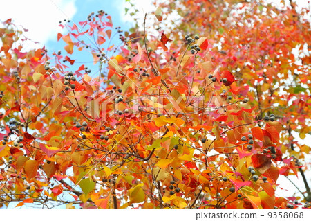 Nankinghase autumn leaves 9358068