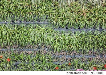 Bromeliad (Aechmea fasciata) Bromeliad (Aechmea fasciata) 9360001