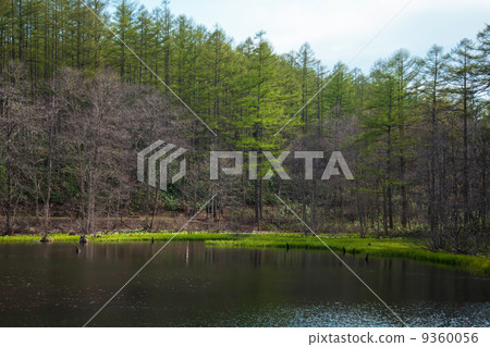 Budding sprout of Karamatsu Budding sprout of Karamatsu 9360056