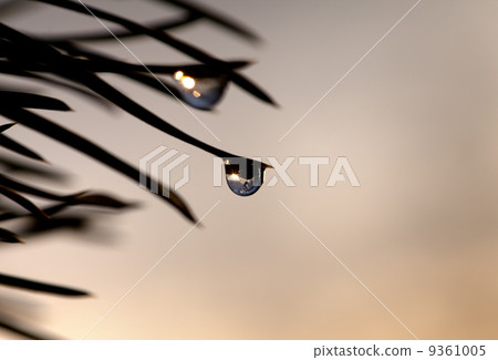 Silhouette of water drop on pine-needle at evening Silhouette of water drop on pine-needle at evening 9361005
