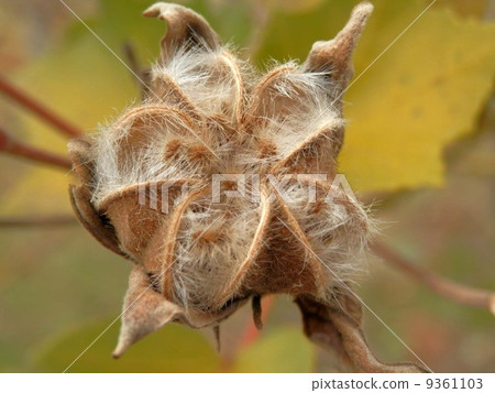 Saxis miyo · After flowers 9361103