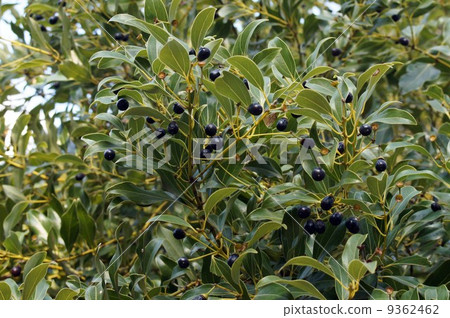 Fruit of Yabu Nikkei Fruit of Yabu Nikkei 9362462