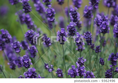 Lavender Hidcoat 9362496