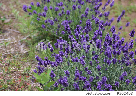 Lavender Hidcoat 9362498