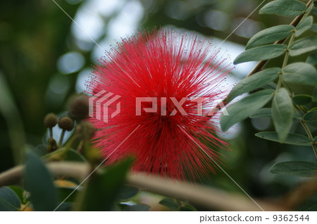 卡利安道爾 卡利安道爾 9362544