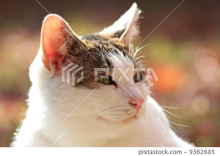 White cat White cat 9362685