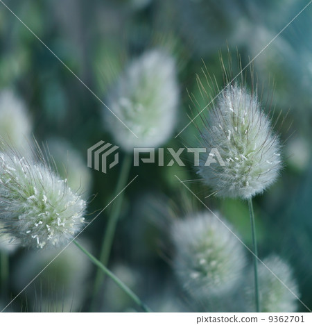 It is called rabbit tail Lagras. It is called rabbit tail Lagras. 9362701