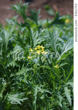 水油菜花 水油菜花 9362703