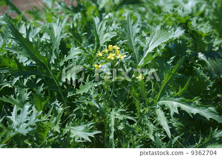 水油菜花 水油菜花 9362704