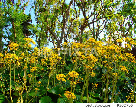 福州花園，筑波福盛開 9362796