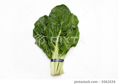 瑞士甜菜 9362839