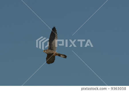 Long baseball 9363038