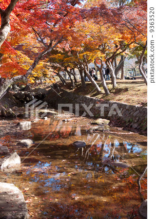 Nara Park autumn leaves 9363520