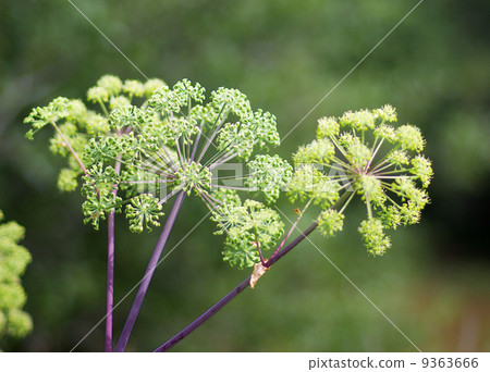 Angelica plan 9363666