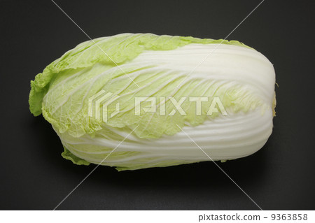 大白菜(杜鵑) 大白菜(杜鵑) 9363858