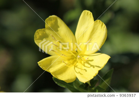 A flower of Aleximye 9363937