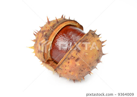 chestnut on a white background 9364009